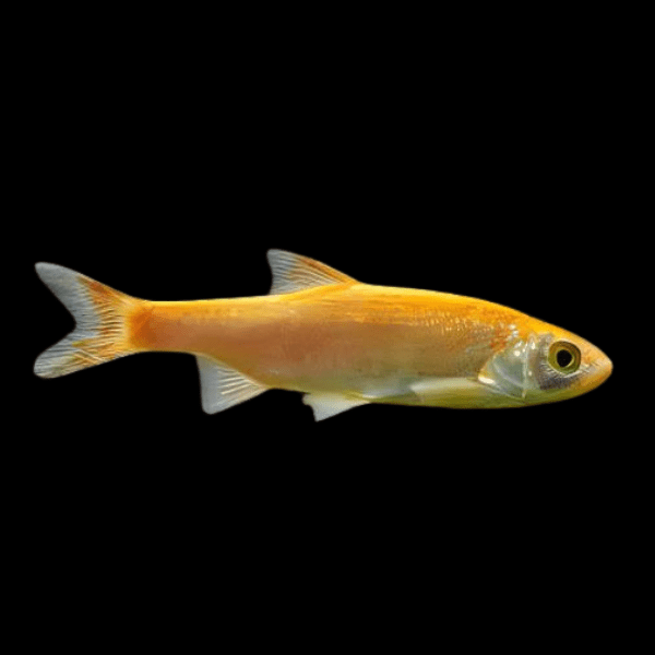 Golden Orfe Leuciscus Idus