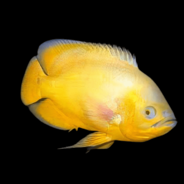 Golden Oscar Astronotus Ocellatus - Real Aquatics