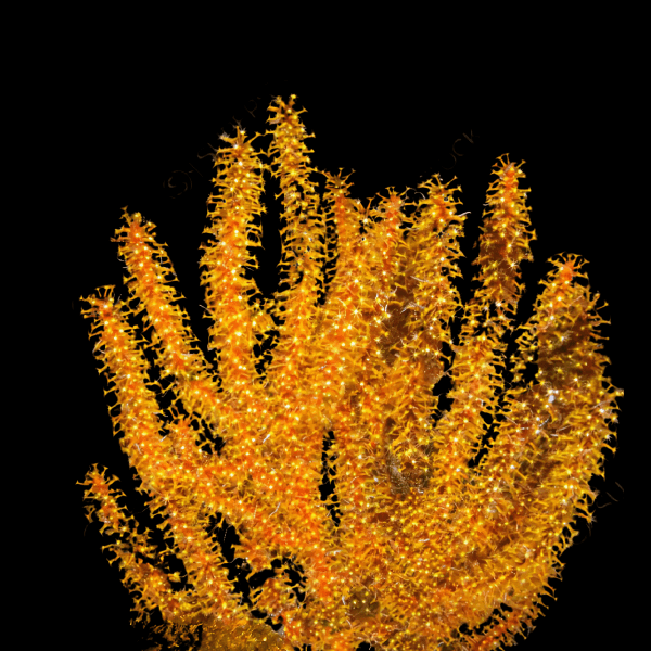 Golden Polyp Gorgonia Menella sp - Real Aquatics