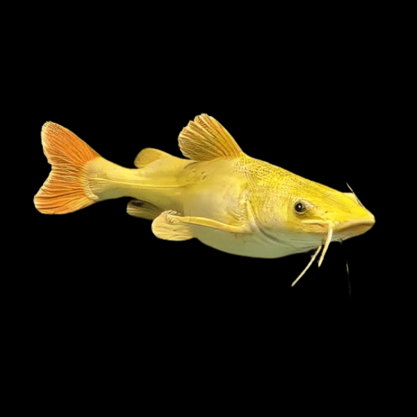 Golden Red Tail Catfish Phractocephalus Hemioliopterus 20cm - Real Aquatics