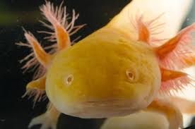 Albino Golden Red Eye Axolotl Ambystoma Mexicanum