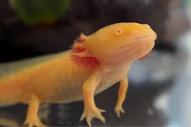 Albino Golden Red Eye Axolotl Ambystoma Mexicanum