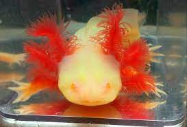 Albino Golden Red Eye Axolotl Ambystoma Mexicanum