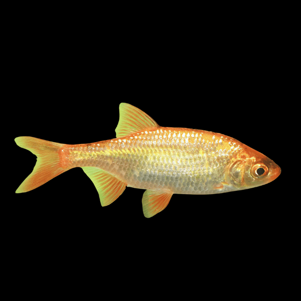 Golden Rudd Scardinius Erythrophthalmus 10cm - Real Aquatics