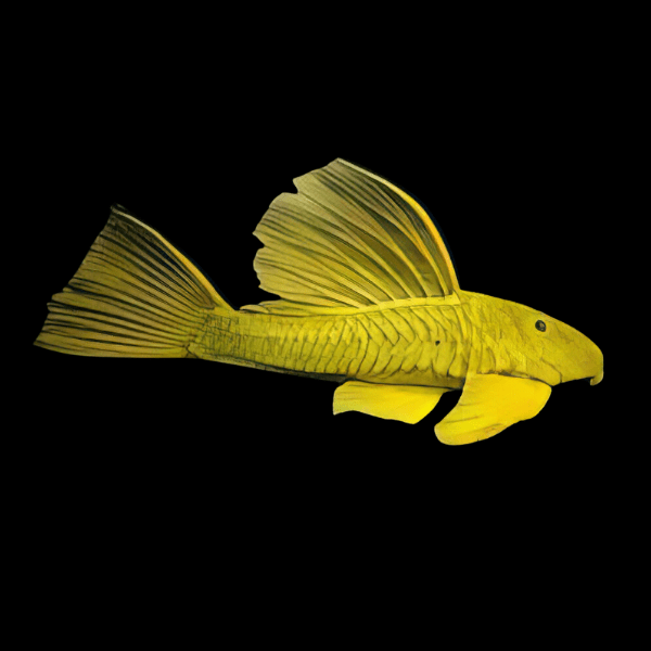 Golden Sail Fin Pleco Hypostomus Luteus Phase Three 30cm - Real Aquatics