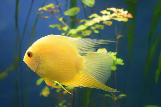 Golden Severum Cichlid Heros Efasciatus 5cm - Real Aquatics