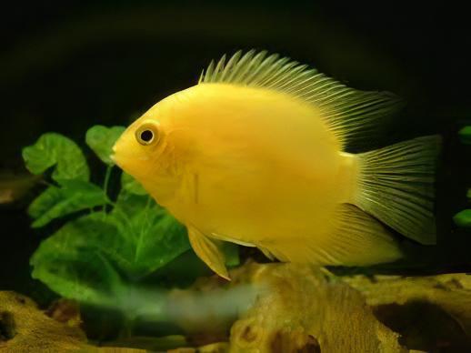 Golden Severum Cichlid Heros Efasciatus 5cm - Real Aquatics