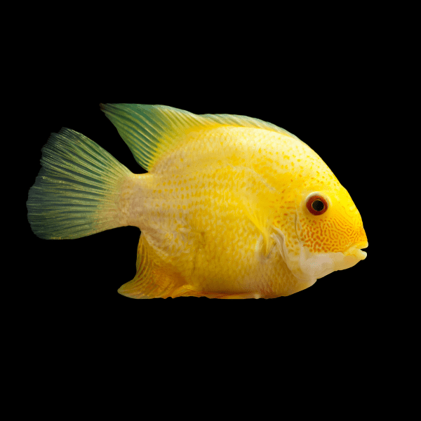 Golden Severum Cichlid Heros Efasciatus 5cm - Real Aquatics