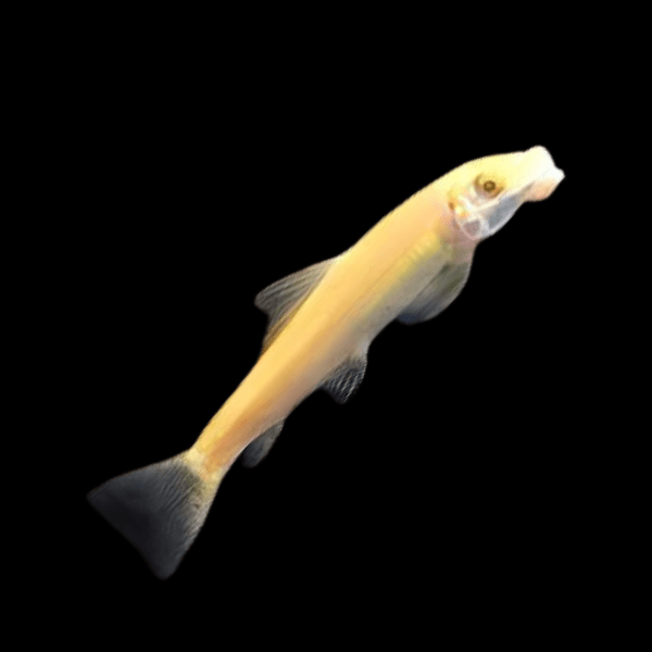 Golden Sucking Loach Chinese Algae Eater Gyrinocheilus Aymonieri 4cm - Real Aquatics