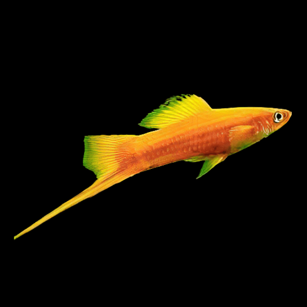 Golden Swordtail Xiphophorus Hellerii 3cm - Real Aquatics