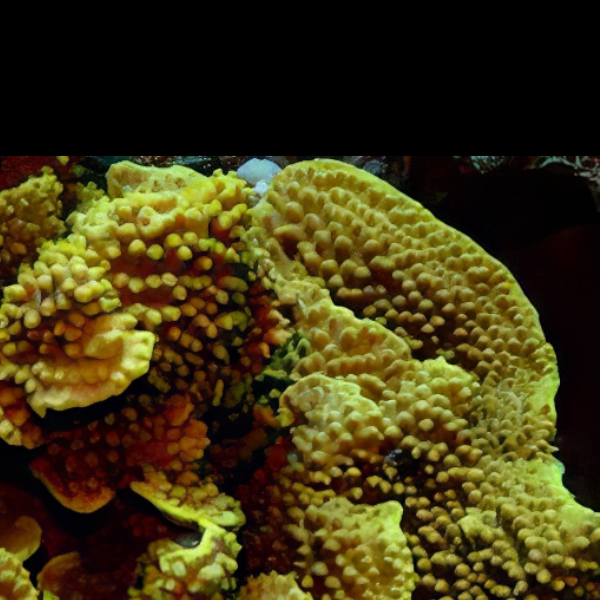 Golden Table Hard Coral Turbinaria Sp - Real Aquatics