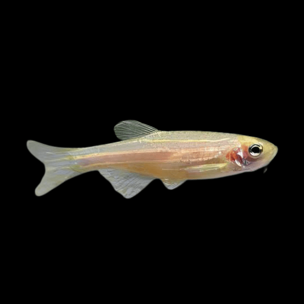 Golden Zebra Danio Danio Rerio 2cm - Real Aquatics