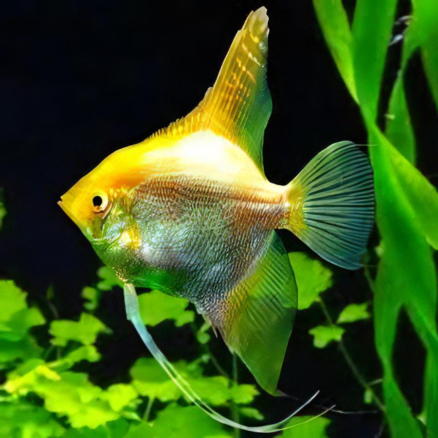 Golden Angelfish Pterophyllum Scalare