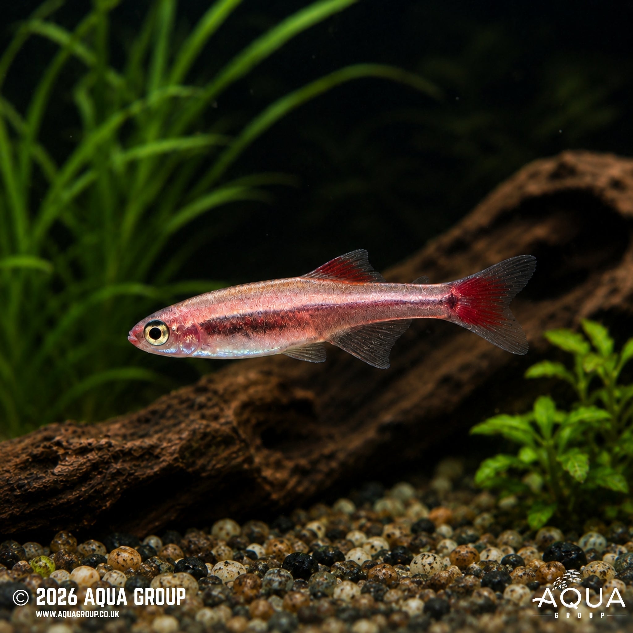 Golden Longfin White Cloud Mountain Minnow (Tanichthys albonubes)