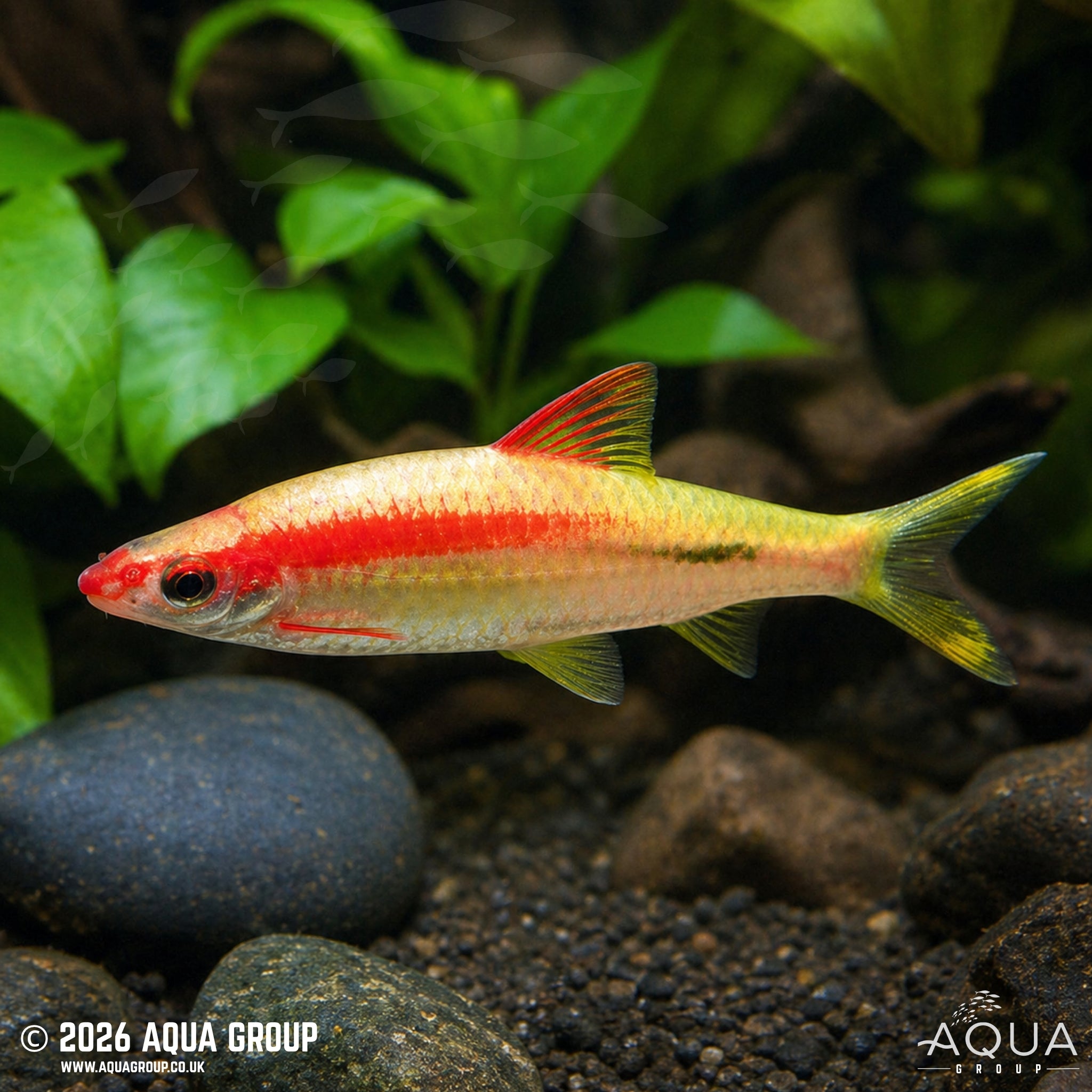 Golden Red Striped Torpedo Barb (Sahyadria denisonii)