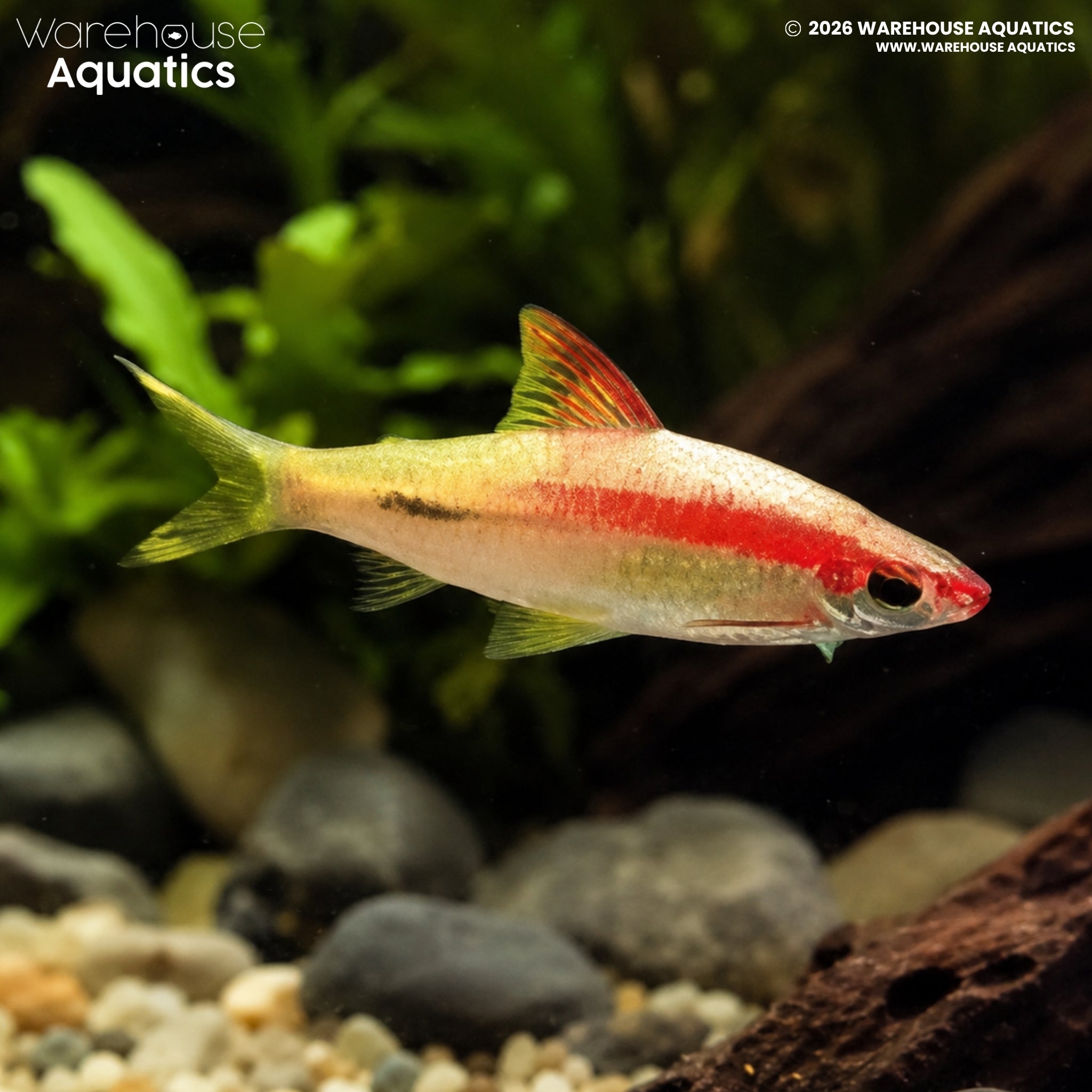 Golden Red Striped Torpedo Barb (Sahyadria denisonii)