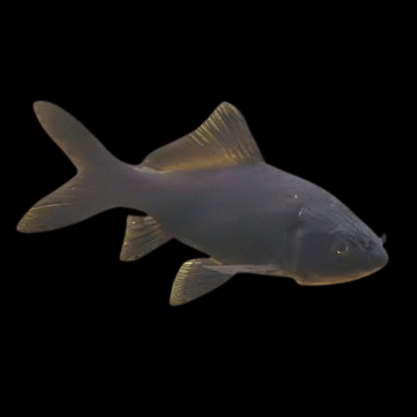 Goldfish Black Carassius Auratus