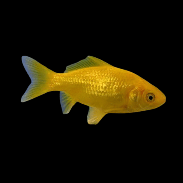 10 x Goldfish Lemon Yellow Carassius Auratus