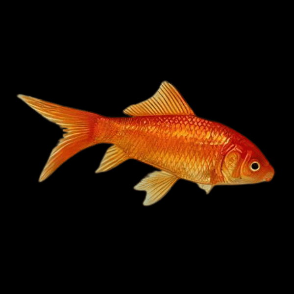 10 x Goldfish Red Carassius Auratus
