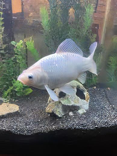 Goldfish White Carassius Auratus