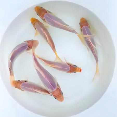 Goldfish White Carassius Auratus