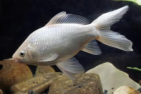 Goldfish White Carassius Auratus
