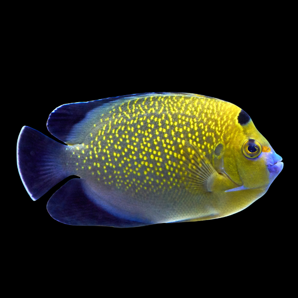Goldflake Angelfish Apolemichthys Xanthopunctatus - Real Aquatics