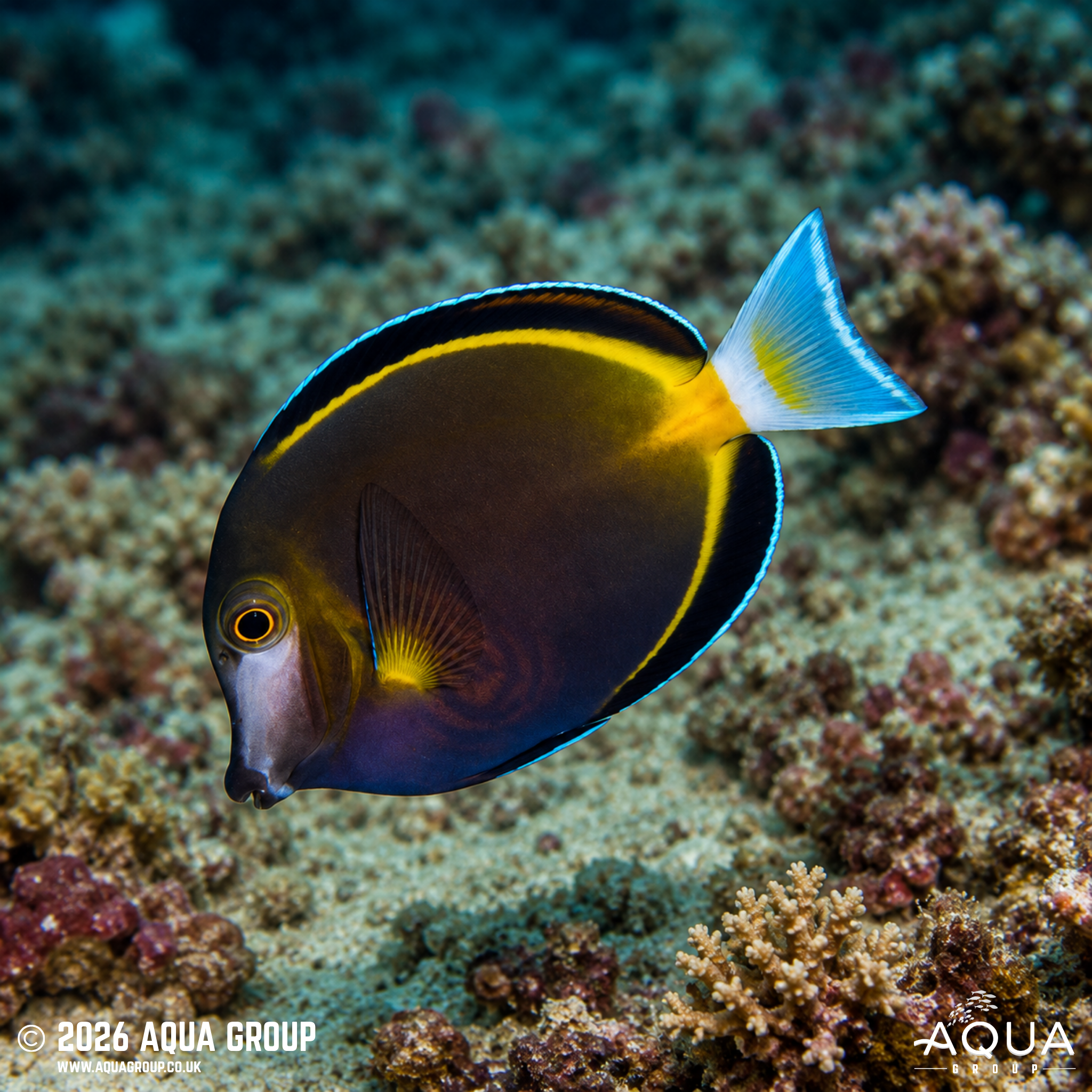 Goldrim Tang (Acanthurus japonicus)
