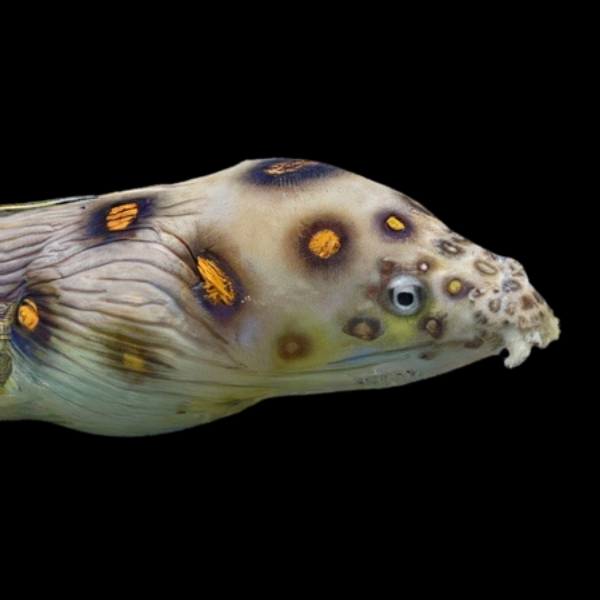 Goldspot Snake Eel Myrichthys Ocellatus - Real Aquatics