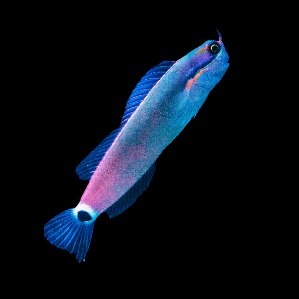 Goldstreak Blenny Escenius Stigmatura - Real Aquatics