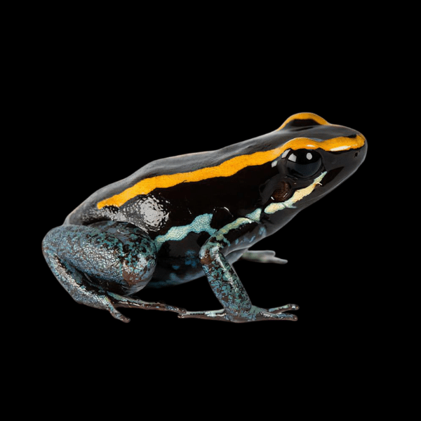 Golfodulcean Poison Frog Phyllobates Vittatus 5cm - Real Aquatics
