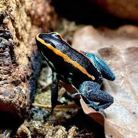 Golfodulcean Poison Frog Phyllobates Vittatus 5cm - Real Aquatics