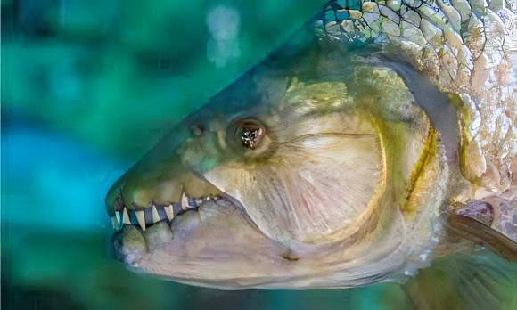 African Goliath Tiger Fish Hydrocynus Goliath