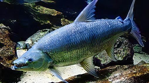 African Goliath Tiger Fish Hydrocynus Goliath