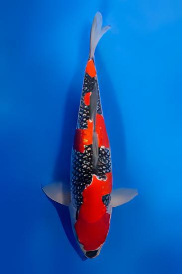 Goshiki Grade A Koi Carp Cyprinus Carpio