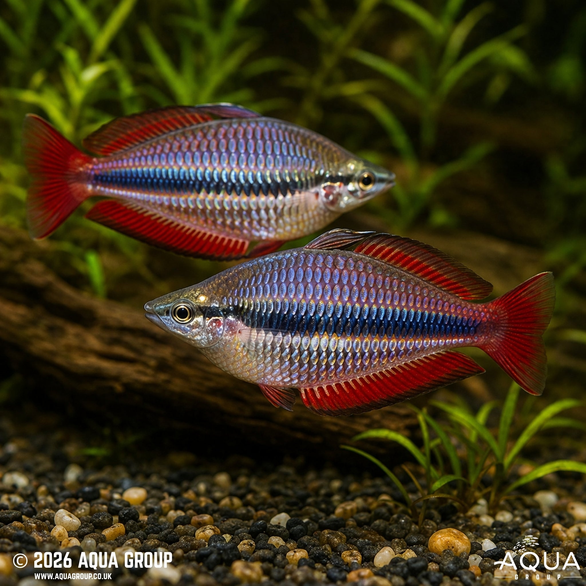 Goyder River Rainbowfish (Melanotaenia trifasciata)