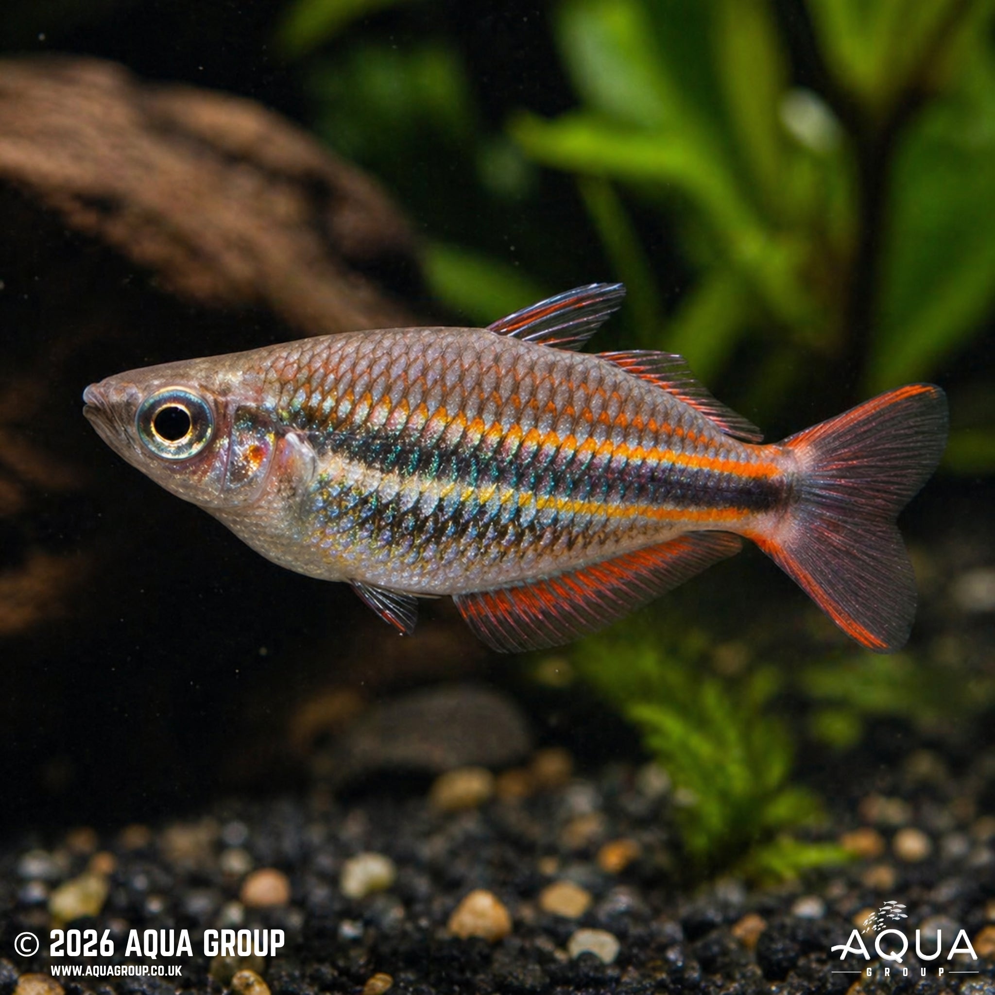 Goyder River Rainbowfish (Melanotaenia trifasciata)