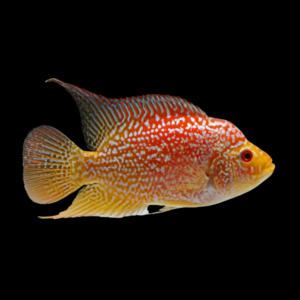 Grade A Escondido Red Texas Cichlid Hybrid Herichthys Cyanoguttatus - 10cm - Real Aquatics