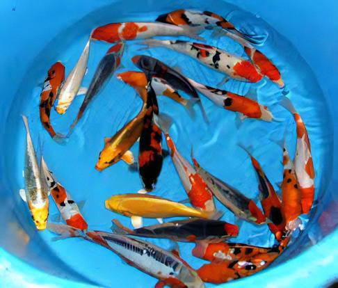 10 x Grade B Koi Carp Cyprinus Carpio