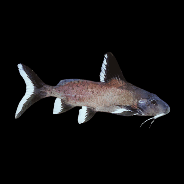 Granulosus Catfish Synodontis Granulosus 3cm - Real Aquatics