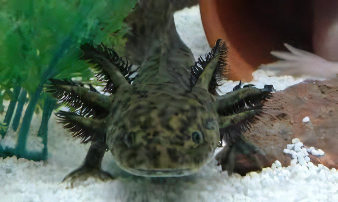 Green Black Eye Axolotl Ambystoma Mexicanum