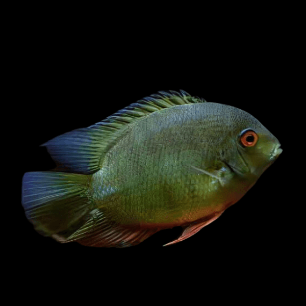 Green Banded Severum Heros Efasciatus 5cm - Real Aquatics