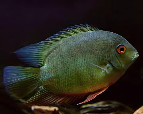 Green Banded Severum Heros Efasciatus 5cm - Real Aquatics