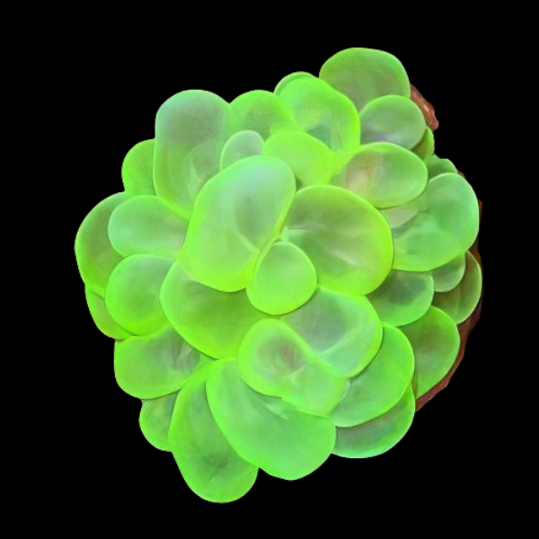 Green Bubble Hard Coral Plerogyra Sp - Real Aquatics