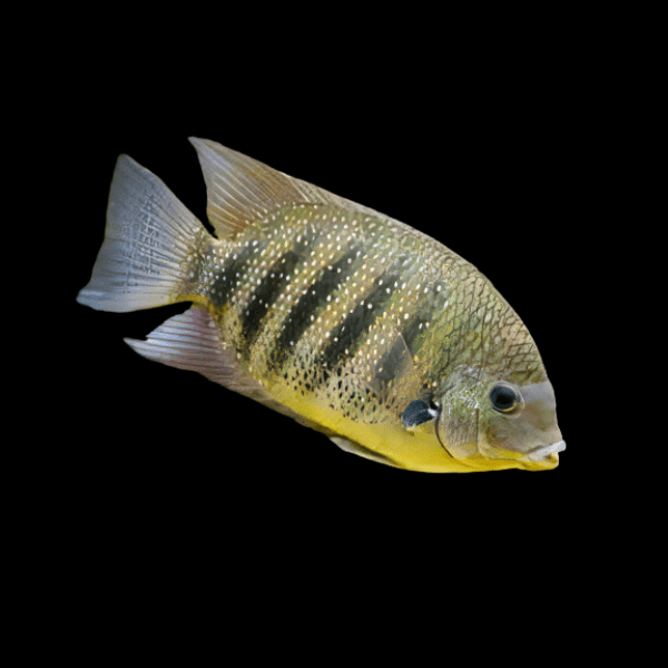 Green Chromide Etroplus Suratensis 5cm - Real Aquatics