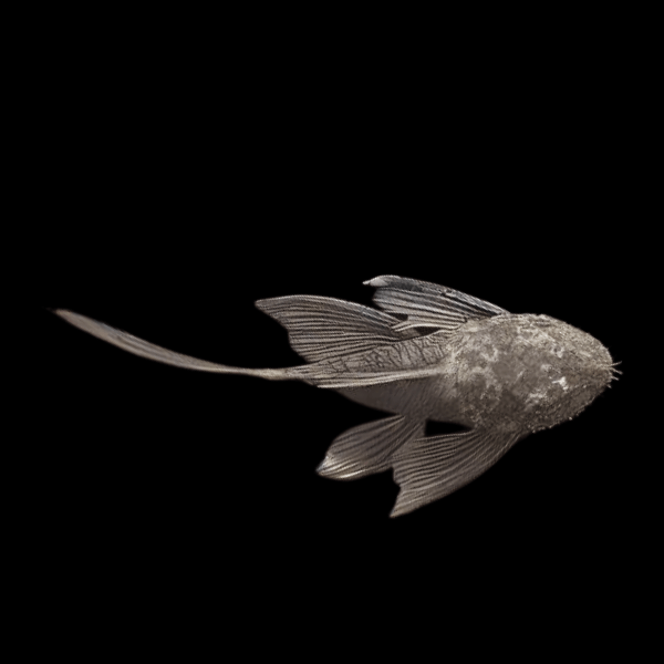 Long Fin Green Dragon Bristlenose Pleco Ancistrus - Real Aquatics