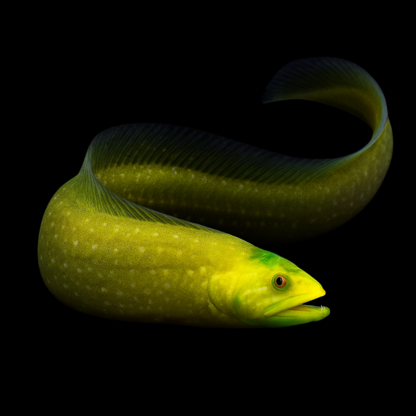 Green Eel Blenny Congrogadus Subducens - Real Aquatics