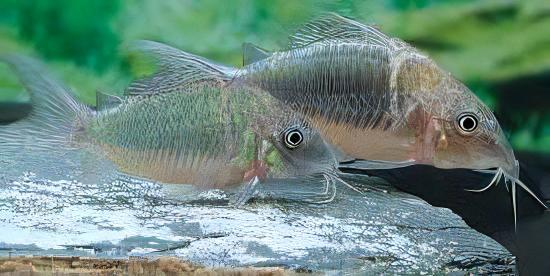 Green Emerald Corydoras Brochis Splendens 4cm Catfish - Real Aquatics