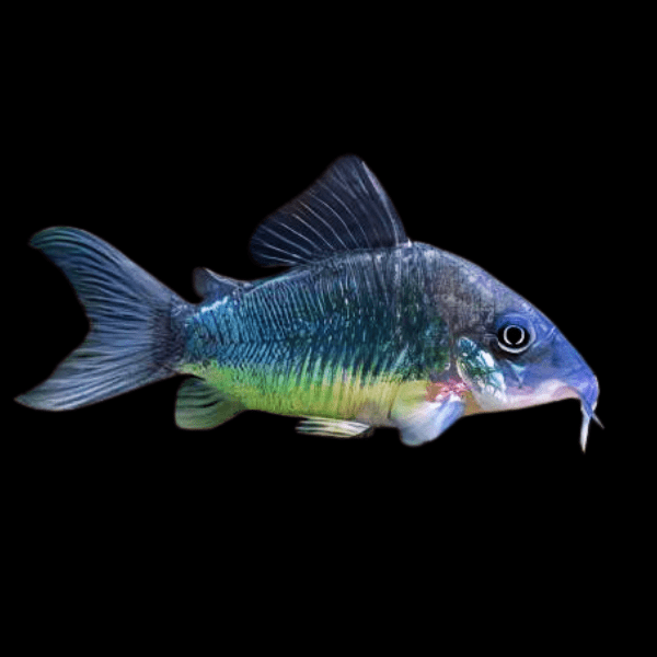 Green Emerald Corydoras Brochis Splendens 4cm Catfish - Real Aquatics