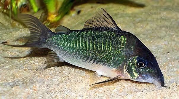 Green Emerald Corydoras Brochis Splendens 4cm Catfish - Real Aquatics